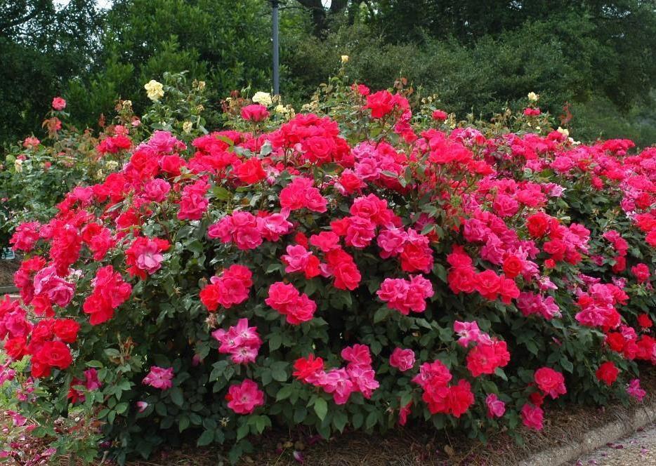 KNOCK OUT 2 Gal. Pink Double Knock Out Rose Bush with Pink Flowers