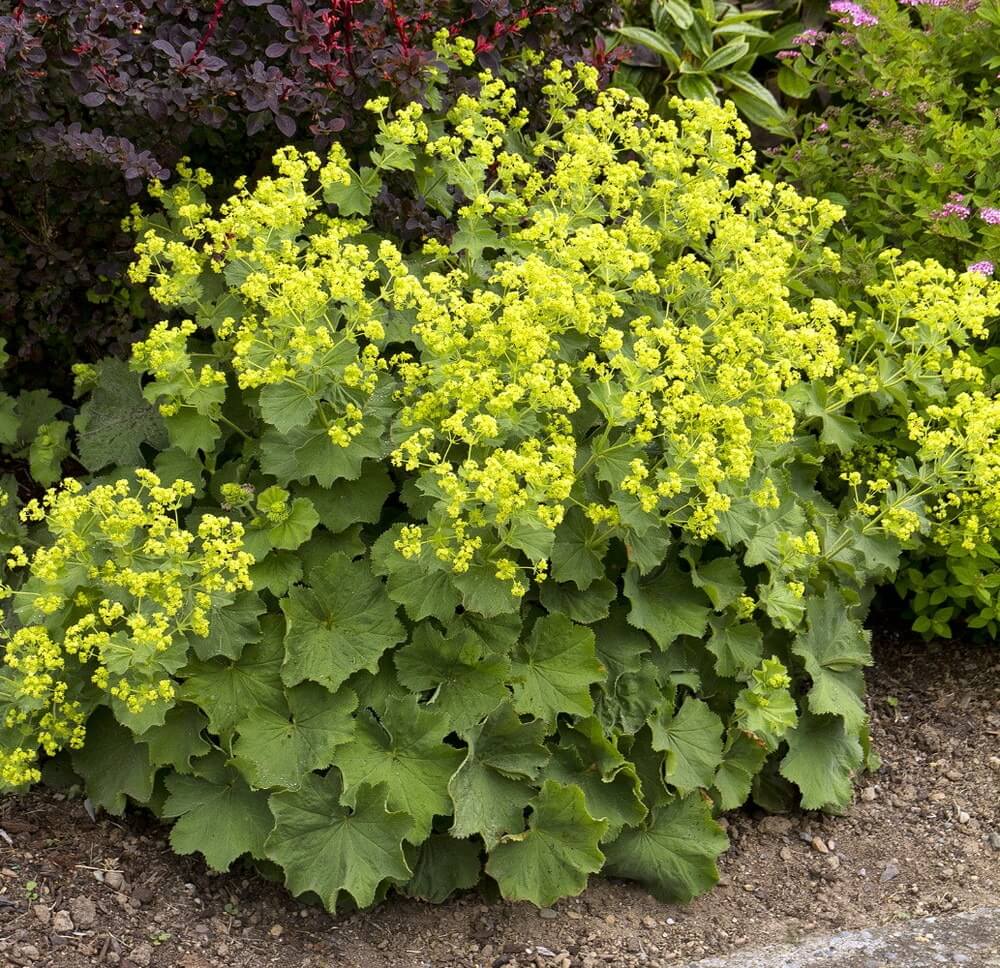 Alchemilla mollis – Lady’s Mantle 1 Gallon – The Growing Scene