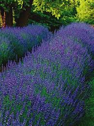 Lavender Live plant Phenomenal – Seed World