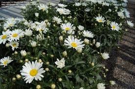 Amazing Daisies® Daisy May® - Shasta Daisy - Leucanthemum superbum