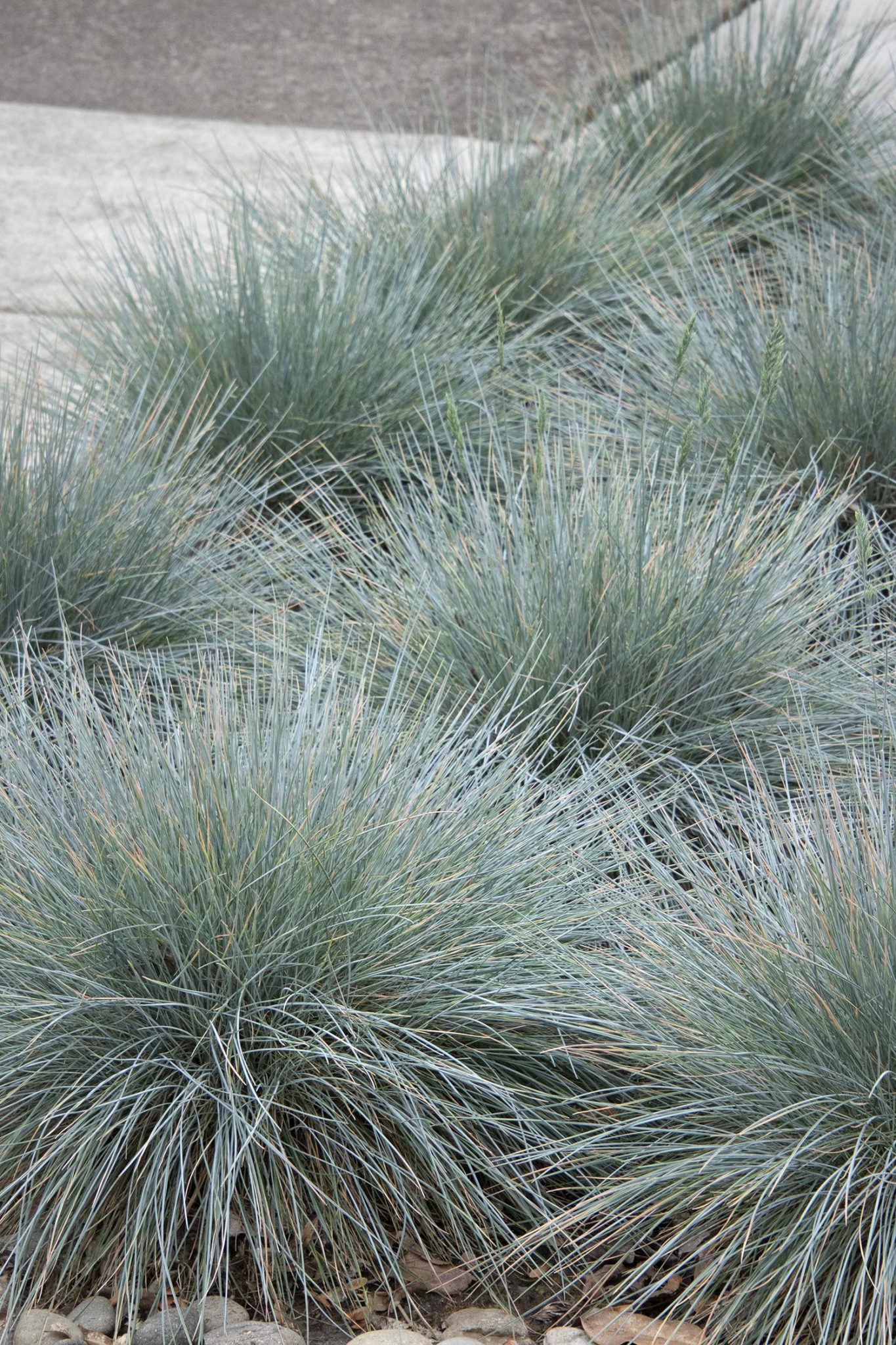 Festuca glauca ‘Elijah Blue’ – Elijah Blue Fescue 1 gallon – The ...