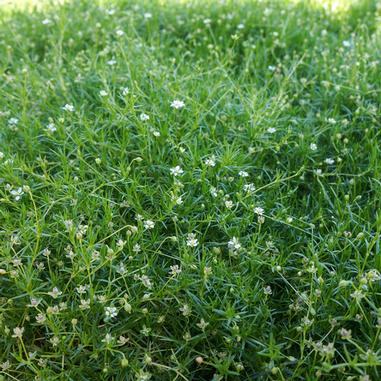 Sagina subulata – Irish Moss pints/tray of 10 – The Growing Scene