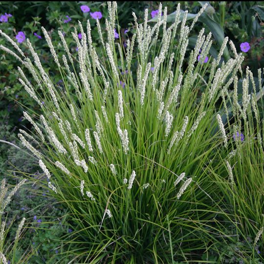 Sesleria Autumnalis Autumn Moor Grass 1G The Growing Scene