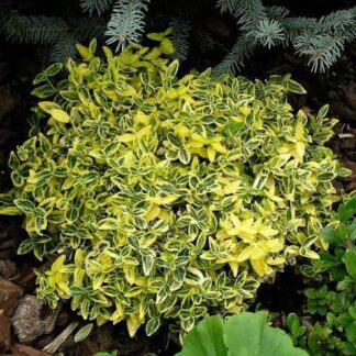 Emerald N Gold Euonymus 3G